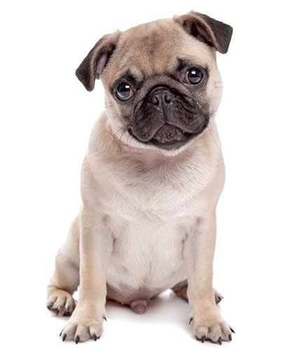 Pug dog in front of a white background