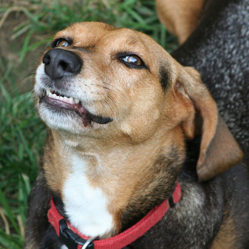 dog facing up