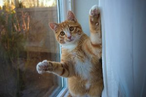 animal, cute, pet, fur, orange, portrait