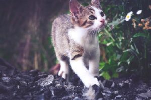 white brown cat walking in forest