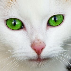 green eyed cat