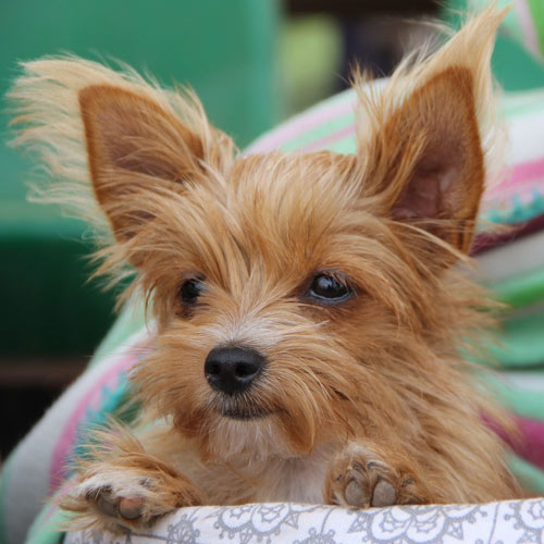 puppy-dog-pet-cute-animal-breed