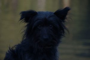 close up of black hybrid dog face