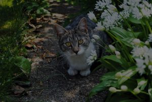cat-garden-pet-animal-cute