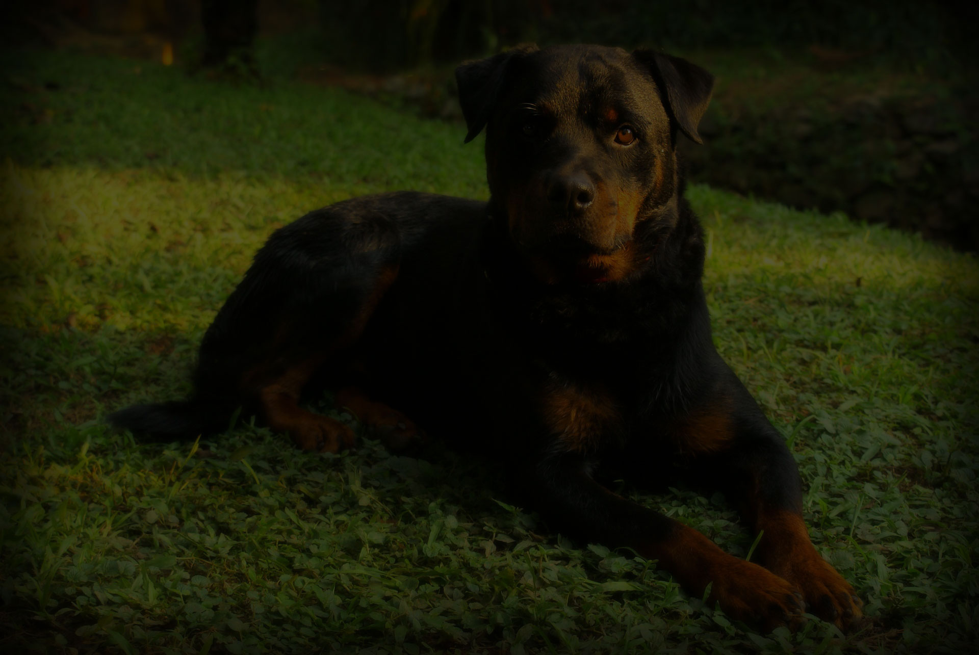 rottweiler dog sitted in garden