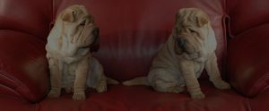 Shar Pei dog sitted on red sofa
