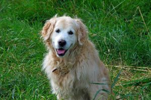 Portrait of a white dog golden retriever sitted on long grass