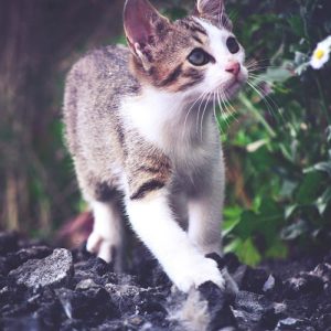 white brown cat walking in forest