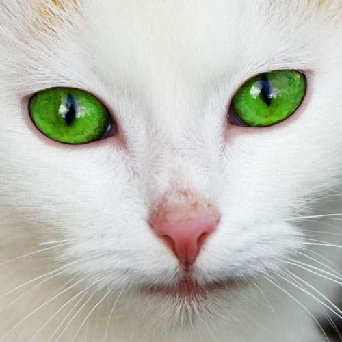 green eyed cat