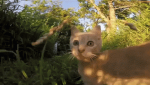 cat jumping in forest gif